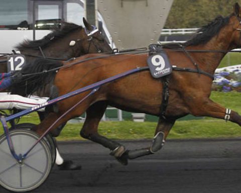 Quinté du mercredi 12 février 2025 à Vincennes: les pronostics